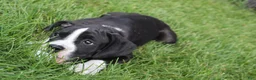 Boxer dogs for sale: Frank - Ad 5