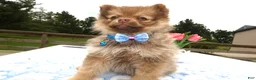 Pomeranian dogs for sale: Pomeranian Puppy 4 Lilah - Ad 1