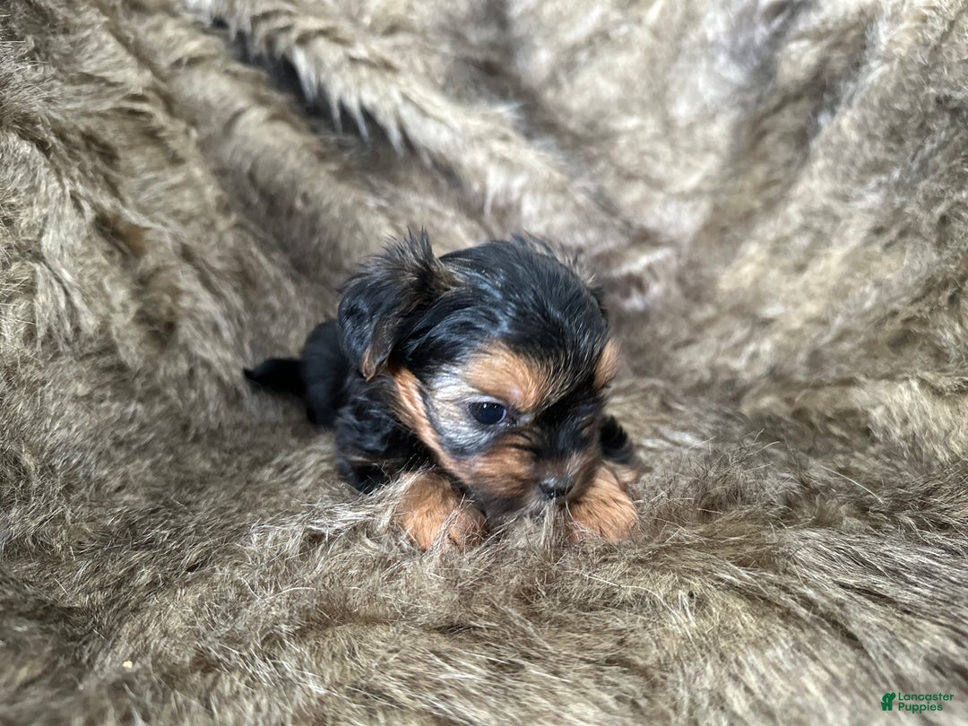 Shorkie dogs for sale: Camryn - Ad 8