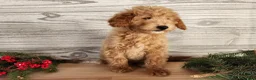 Mini Goldendoodle dogs for sale: Dover - Ad 6