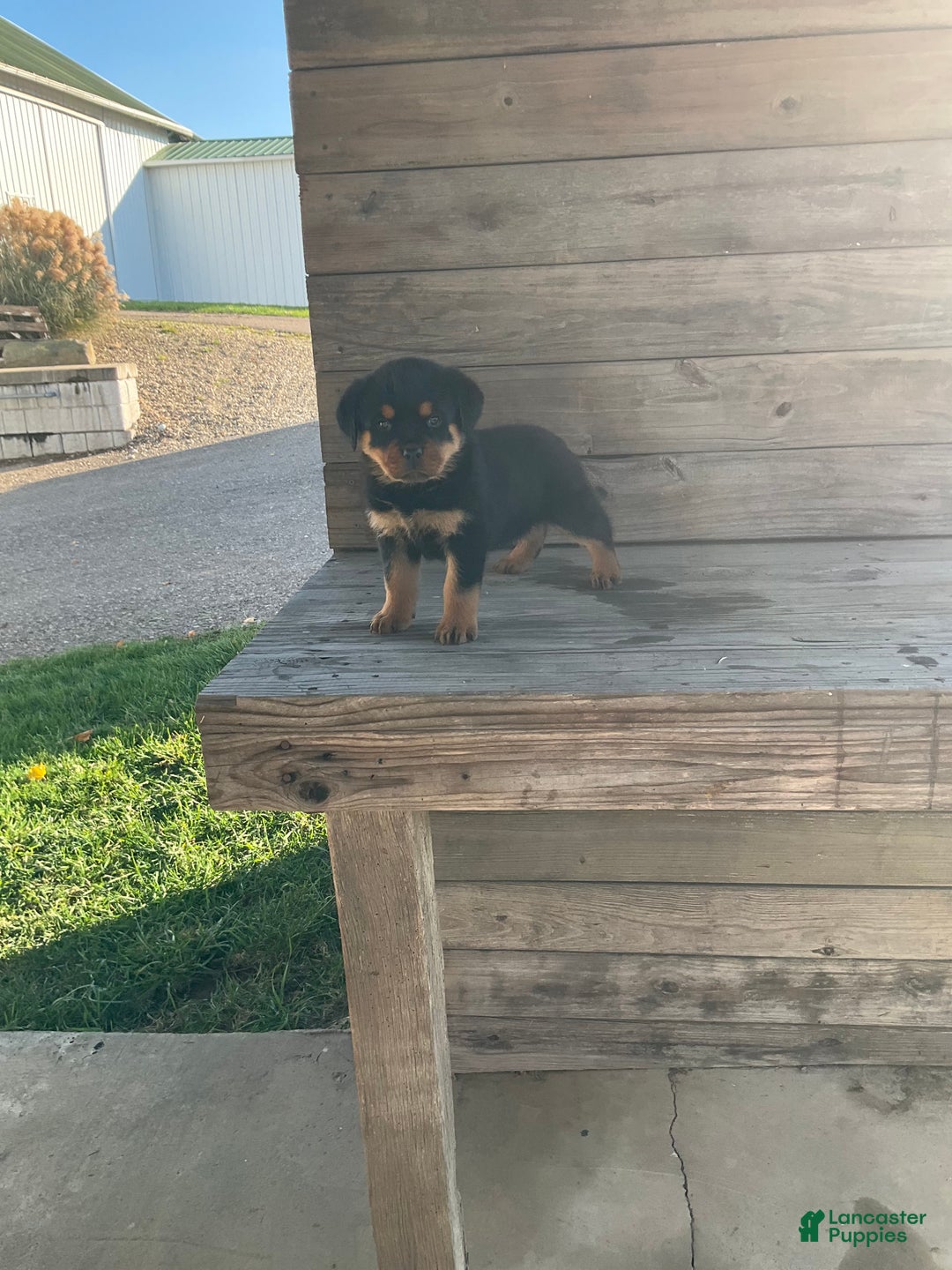 Rottweiler dogs for sale: Daisy  - Ad 9