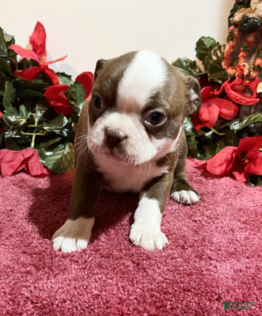Boston Terrier dogs for sale: Rambo - Ad 1