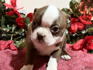 Boston Terrier dogs Rambo - Ad 3