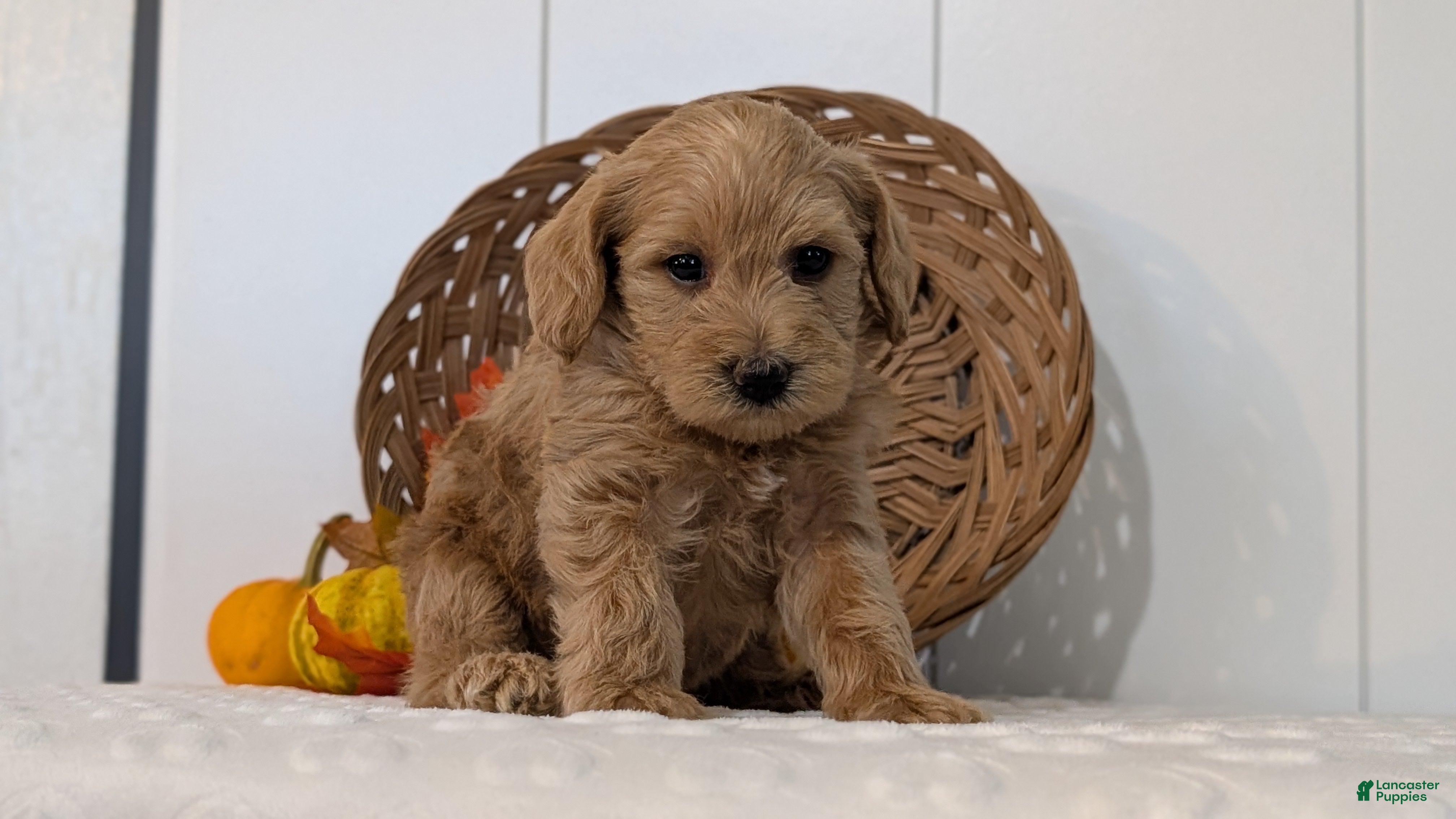 Schnoodle dogs Rover - Ad 2
