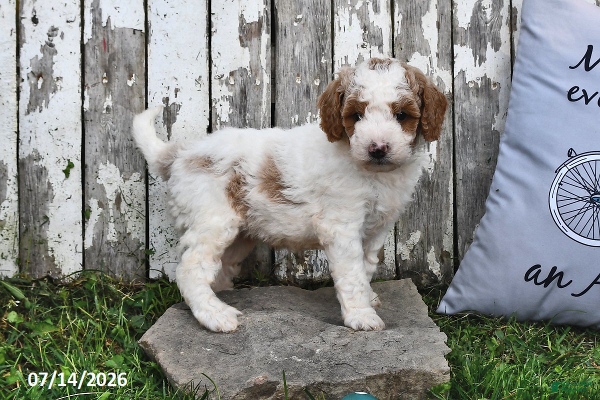 Goldendoodle dogs Drew - Ad 2