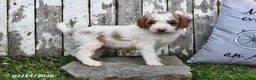 Goldendoodle dogs for sale: Drew - Ad 2