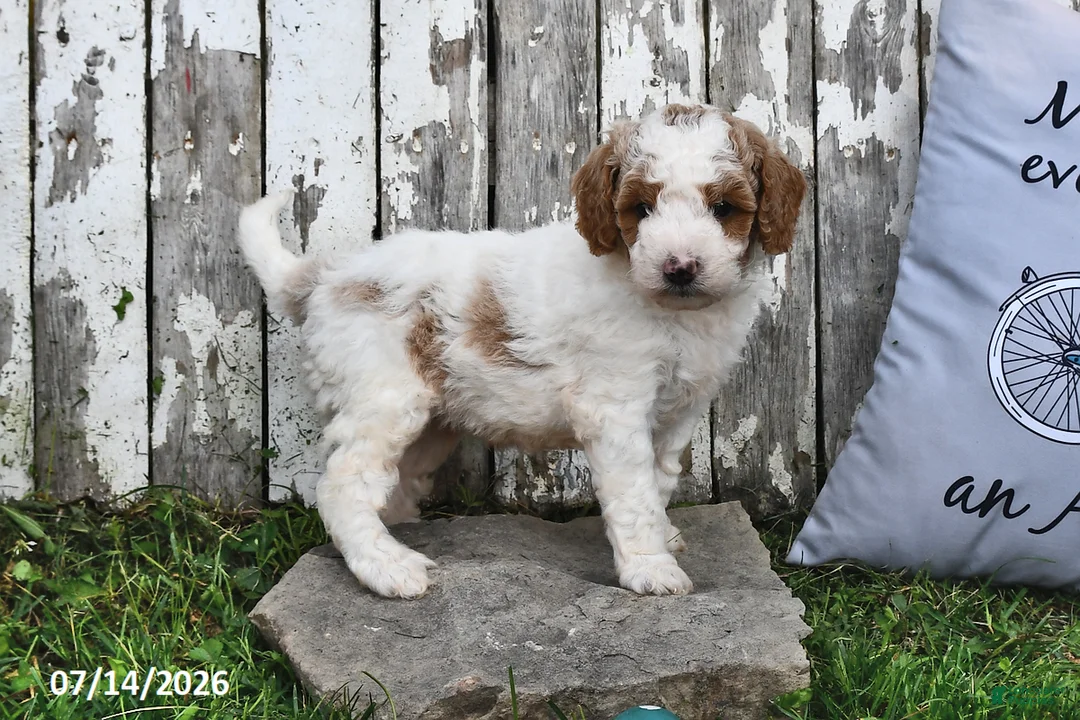 Goldendoodle dogs for sale: Drew - Ad 2