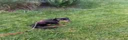 Rottweiler dogs for sale: Rottweiler - Kenzie - Ad 2