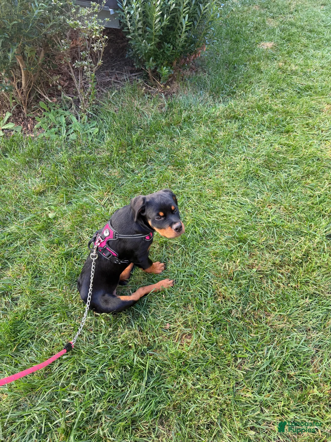 Rottweiler dogs for sale: Rottweiler - Kenzie - Ad 2