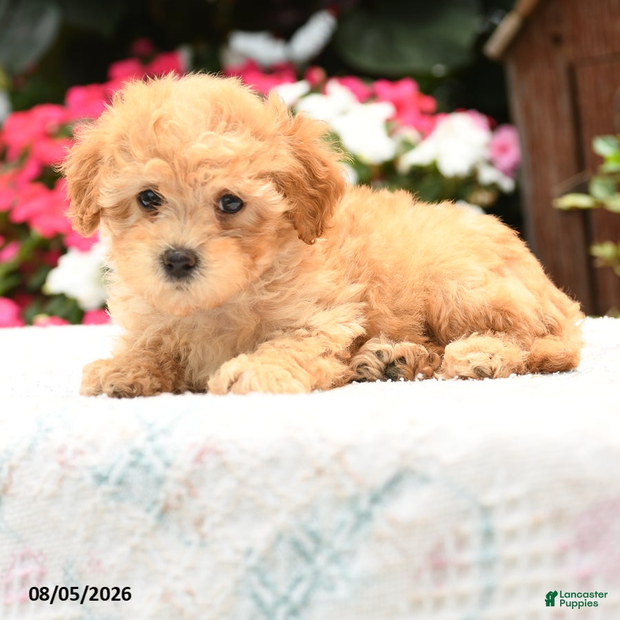 Havapoo dogs Turbo - Ad 2