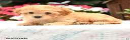 Havapoo dogs for sale: Turbo - Ad 2