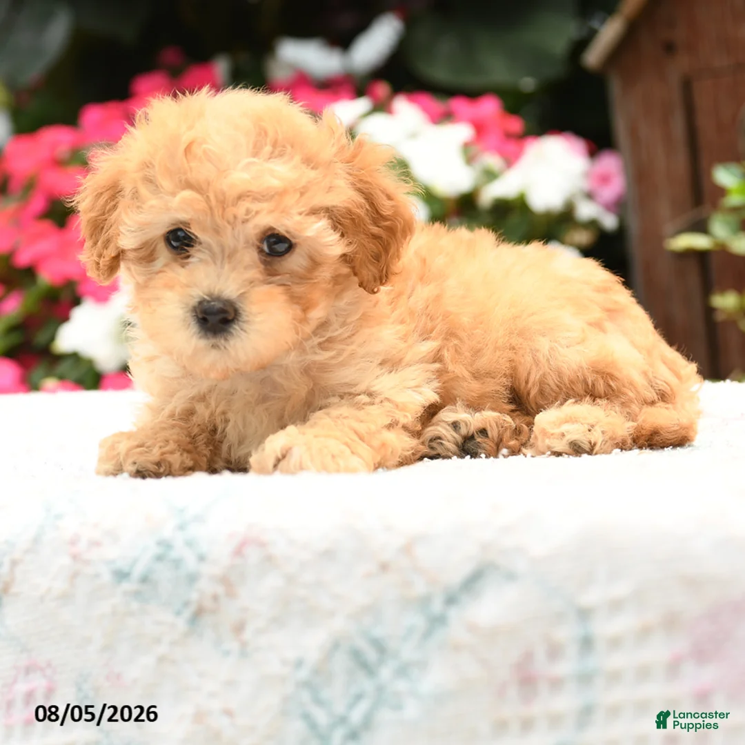 Havapoo dogs for sale: Turbo - Ad 2