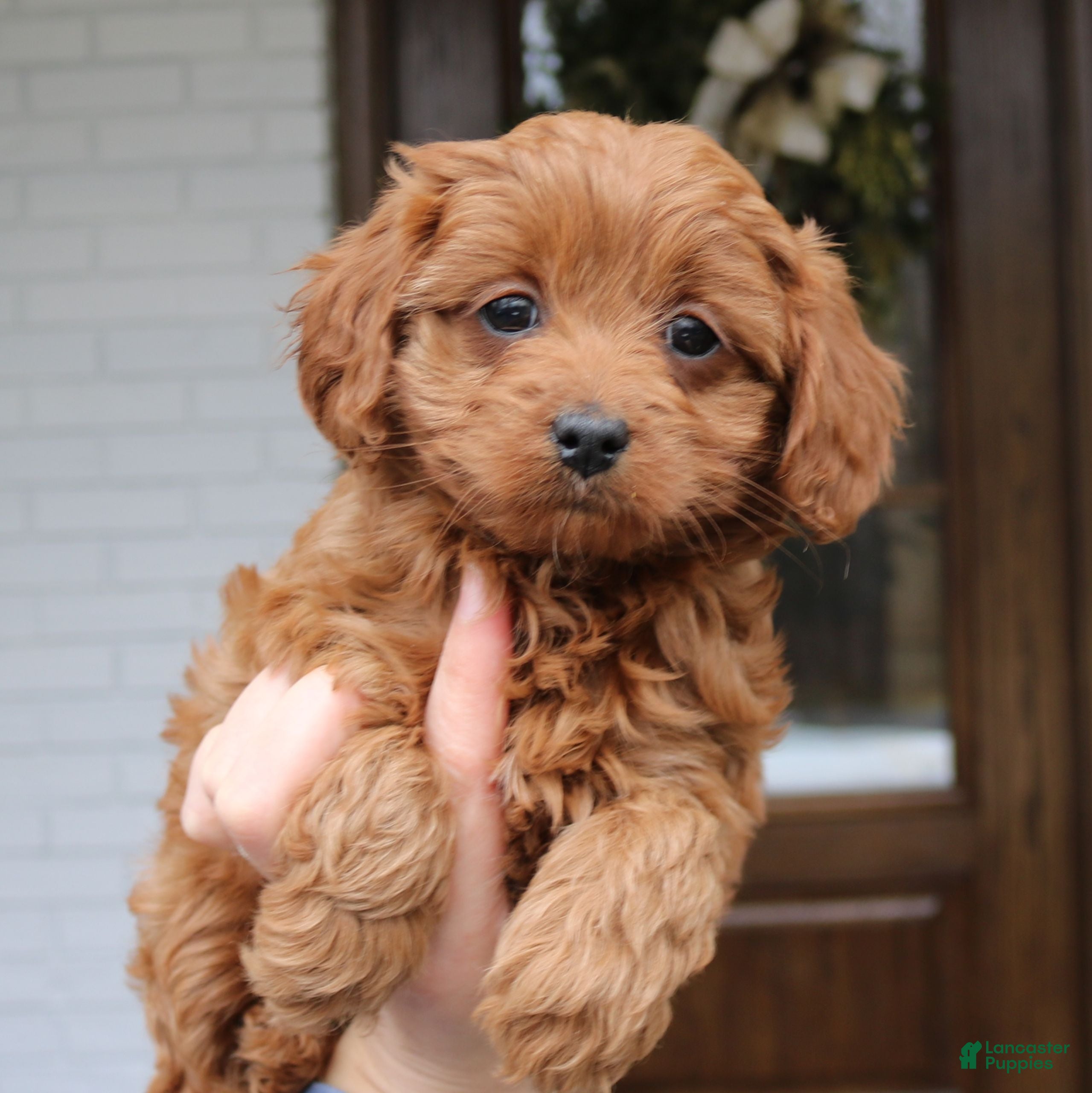 Cavapoo dogs Smith  - Ad 2