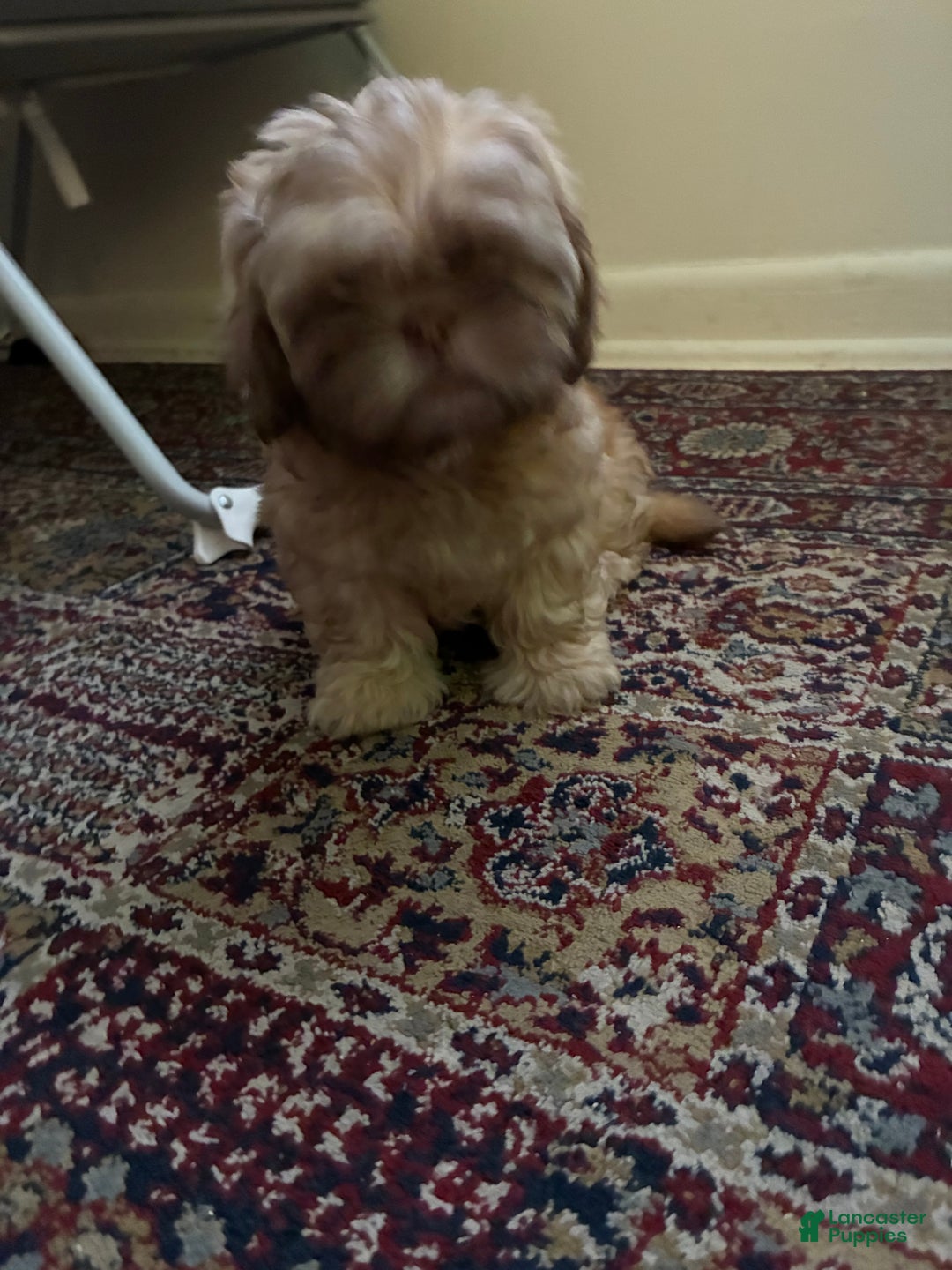 Shih Tzu dogs for sale: Shih Tzu Puppy 1 - Ad 2