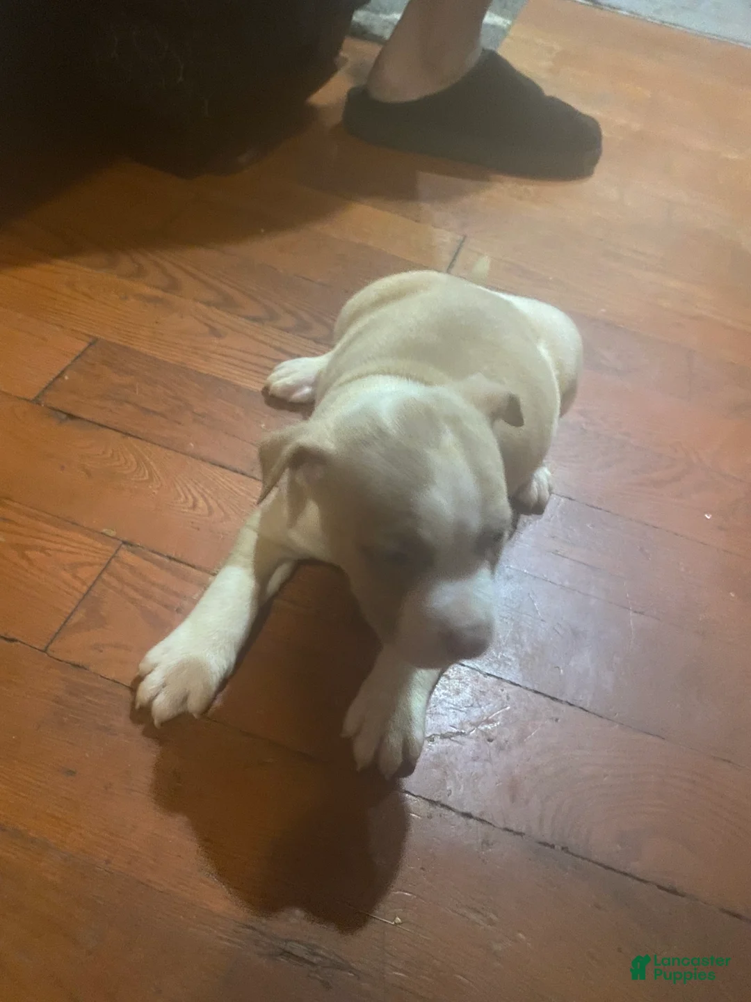 American Bully dogs for sale: American Bully 2 - Ad 2