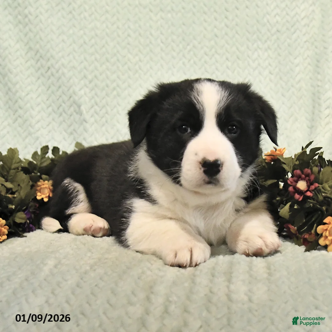 Mixed Breed dogs for sale: Junior - Ad 3