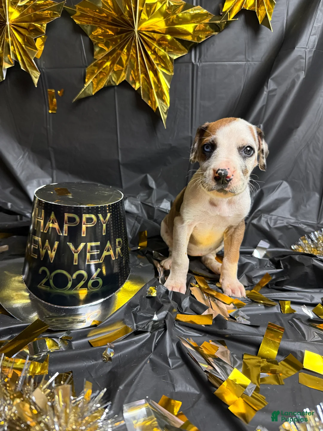 Great Dane dogs for sale: Fawnquin (Heavy Euro) - Ad 11