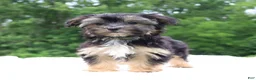 Morkie dogs for sale: Sophie - Ad 4
