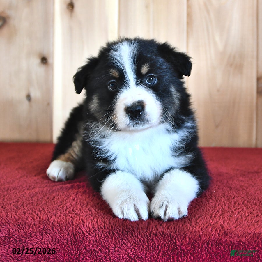 Australian Shepherd dogs Marigold - Ad 2