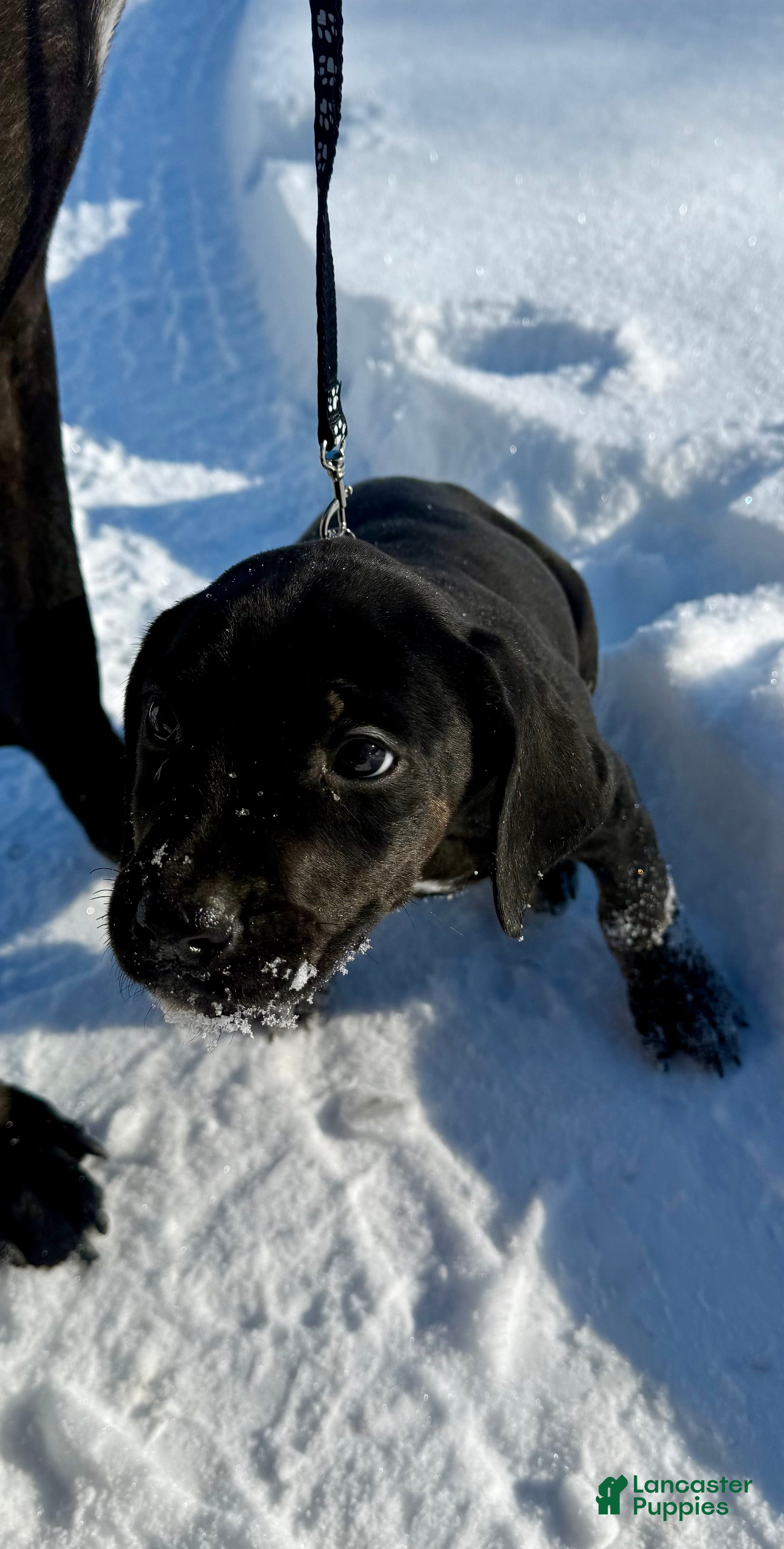 Mixed Breed dogs Black - Ad 32