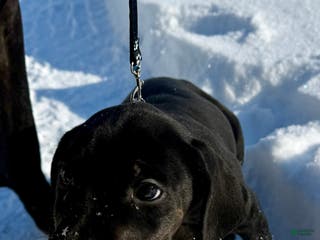 Mixed Breed dogs Black - Ad 32