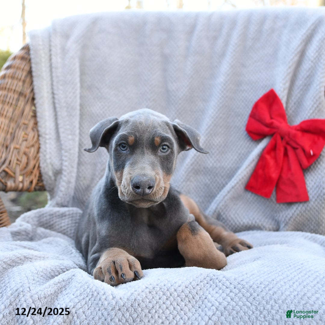 Doberman Pinscher dogs for sale: Little Blue - Ad 2