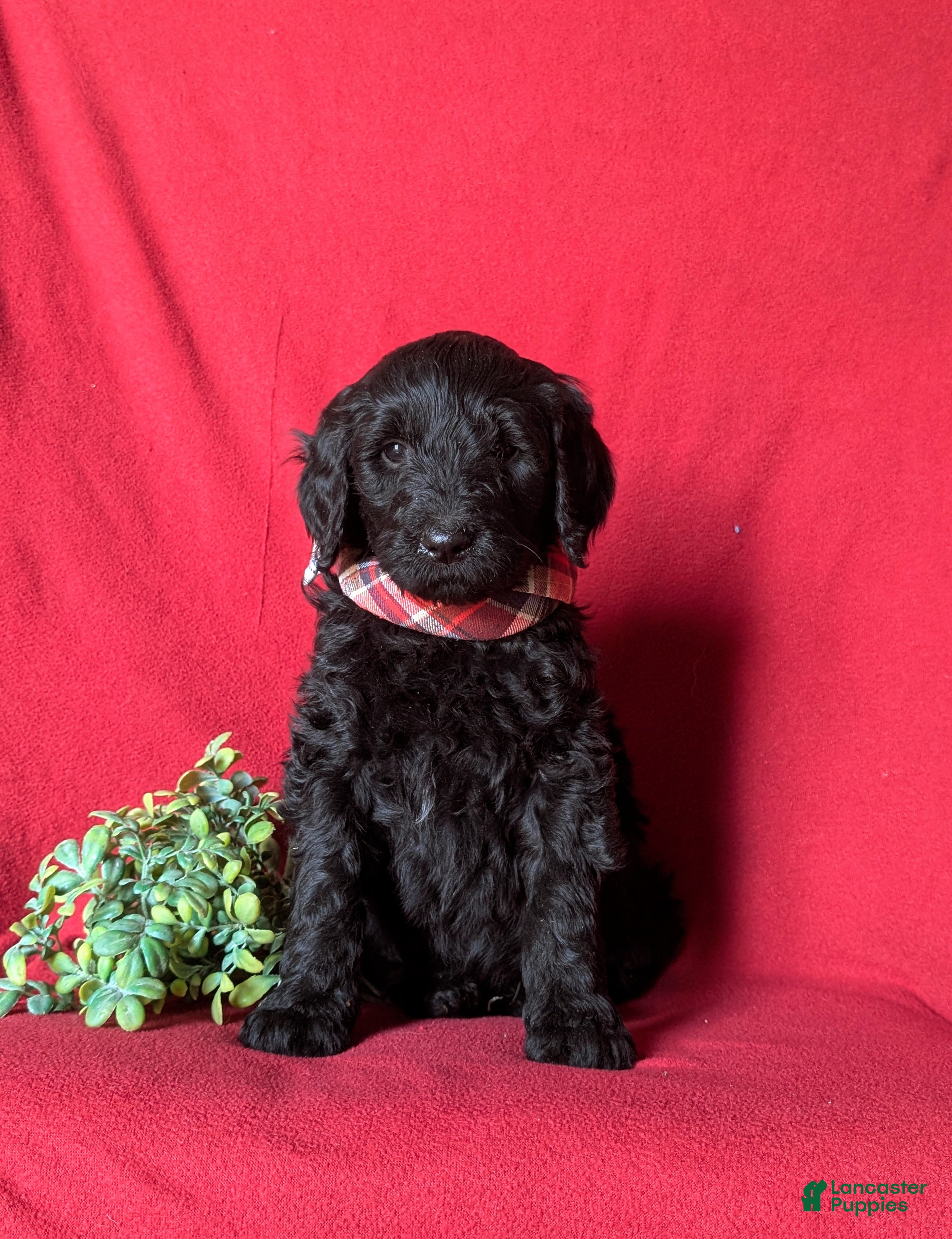 Goldendoodle dogs Deacon Standard size Hypoallergenic - Ad 2