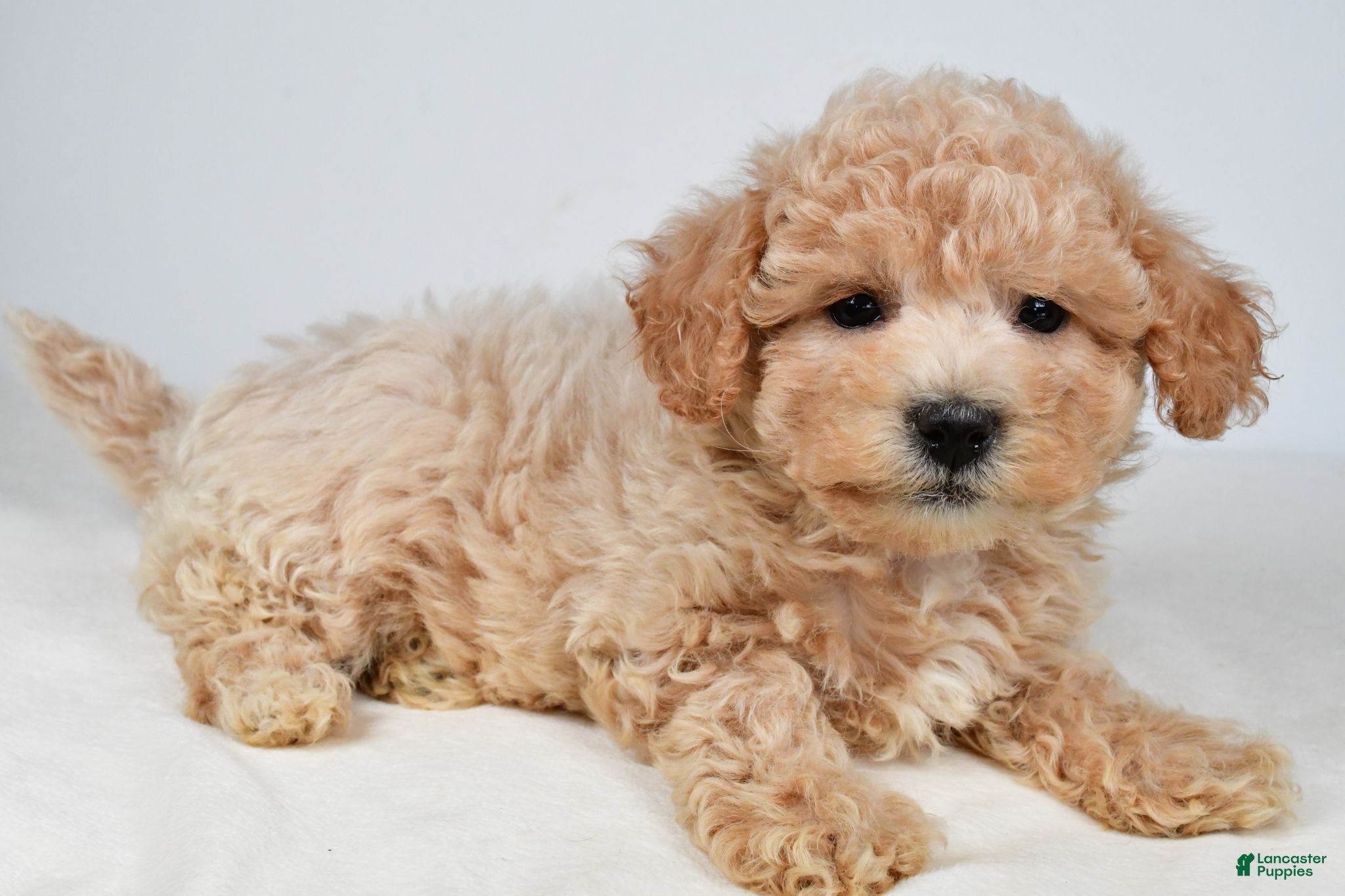 Maltipoo dogs Mia - Ad 2