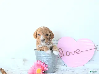 Mini Goldendoodle dogs Duncan - Ad 23