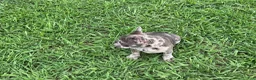 French Bulldog dogs for stud: Smiles - Ad 3