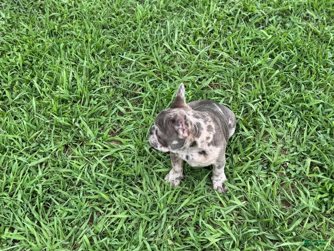French Bulldog dogs for stud: Smiles - Ad 3