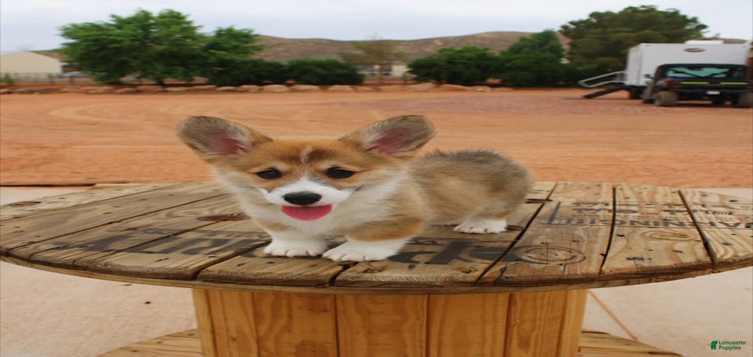 Gallery Image {{count}}