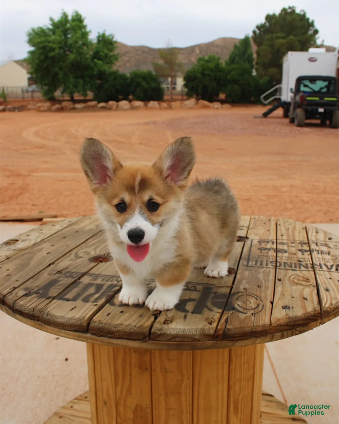 Gallery Image {{count}}