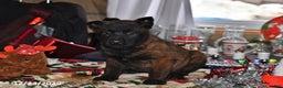 Belgian Malinois dogs for sale: Lacey - Ad 4