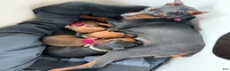 Miniature Pinscher dogs for sale: Miniature Pinscher 1 - Ad 1