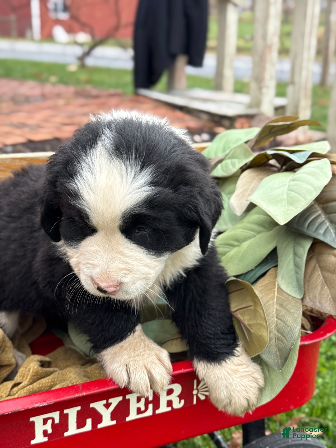 Mixed Breed dogs for sale: Waffle - Ad 7