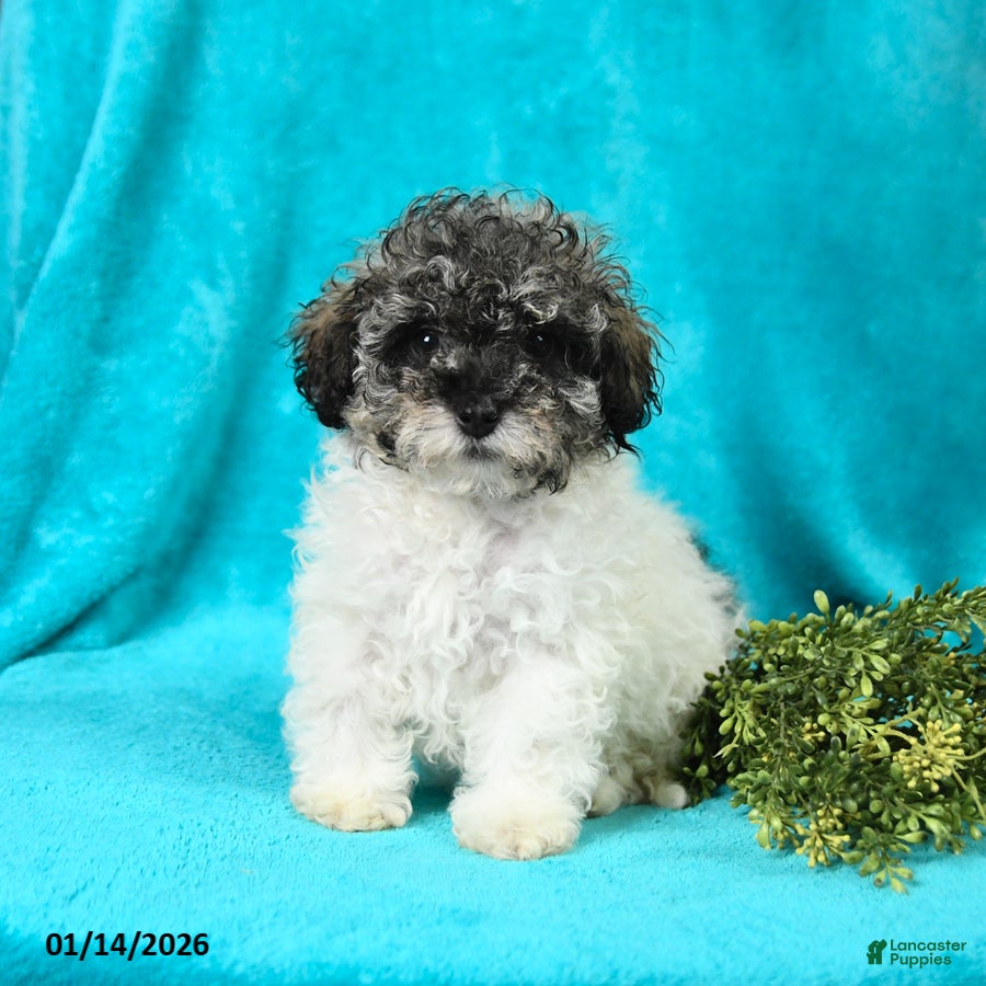 Miniature Poodle dogs Melissa - Ad 21