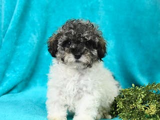 Miniature Poodle dogs Melissa - Ad 41