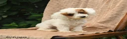 Toy Poodle dogs for sale: Meringue - Ad 4