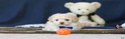 Toy Poodle dogs for sale: Biscuit - Ad 3