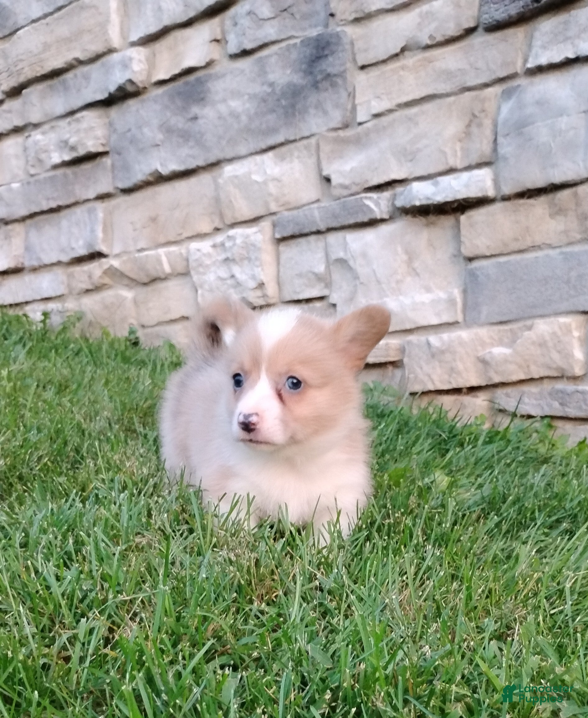 Welsh Corgi Pembroke dogs Welsh Corgi Pembroke 5 - Ad 2