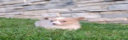 Welsh Corgi Pembroke dogs for sale: Welsh Corgi Pembroke 5 - Ad 2