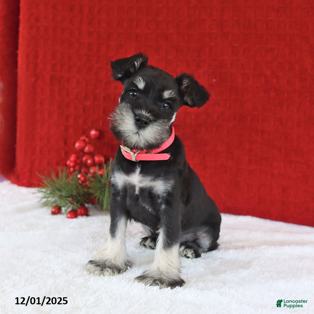 Miniature Schnauzer dogs for sale: Benita - Ad 1