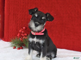 Miniature Schnauzer dogs Benita - Ad 27