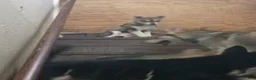 Siberian Husky dogs for sale: Little girl - Ad 2