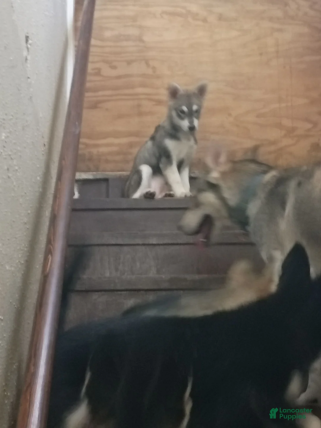 Siberian Husky dogs for sale: Little girl - Ad 2