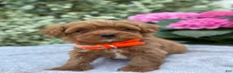 Toy Poodle dogs for sale: Patrick - Ad 17