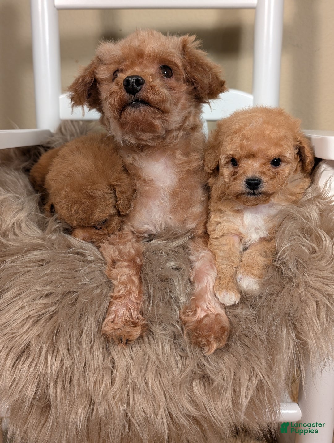 Toy Poodle dogs for sale: HARRY - Ad 10