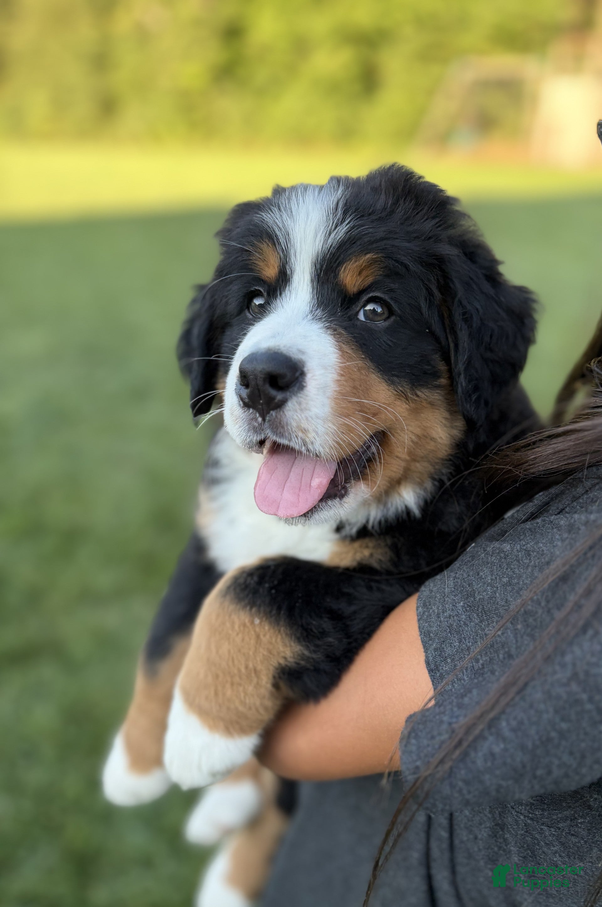 Bernese Mountain Dog dogs Oakley - Ad 28