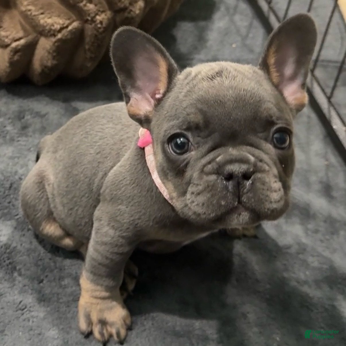 French Bulldog dogs Blossom - Ad 2